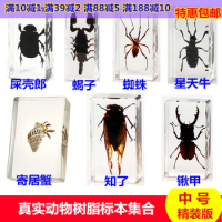 Children's real insect specimens resin amber cicada cicada centipede black scorpion spade beetle spider carapace crab turtle