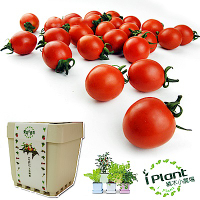 iPlant積木盆栽開心農場-小蕃茄