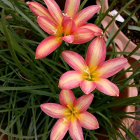 Tanaman Hias Rain Lily Bunga Rainbow - Bunga Hias Rain Lily - Lily Hujan