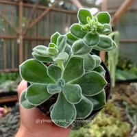 Frosty Echeveria – Echeveria pulvinata 'Frosty' | Kaktus Sukulen Tanaman Hias Unik – Koleksi Echever