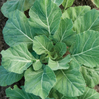 COD ปูเล่ฝรั่ง จอร์เจีย (Georgia Southern Collards Seed) บรรจุ 500 เมล็ด คุณภาพดี ราคาถูก ของแท้ 100