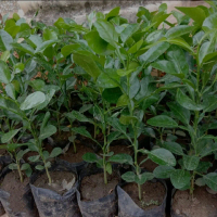 bibit  tanaman daun jeruk buat bumbu masak.bibit jeruk purut buat bumbu masak sayuran