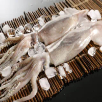 【金牌廚藝】阿根廷海域大尾鮮凍魷魚(急凍生鮮)