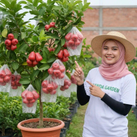 Bibit Tanaman Jambu citra merah jumbo