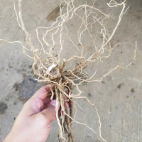 akar senggani aquascape
