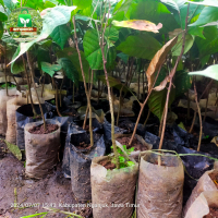 Bibit Tanaman Buah Langsep Atau Bibit Langsat Seedling Siap Tanam