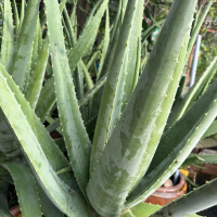 [ Nhà Trồng] 2 Kí NHA ĐAM TƯƠI