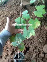 Bibit tanaman Anggur Angelica - Anggur Import Mudah berbuah