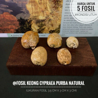Fosil Keong Kuwuk Cypraea Annulus Purba B39 atau Fosil Kerang Temuan atau Fossil Snail atau Fosil Ga