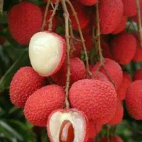 Bibit Tanaman Buah Leci Kom cangkok cepat berbuah TAMBULAPOT