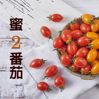高雄阿蓮 蜜2小番茄