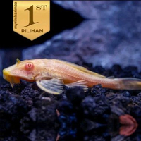 Pleco Albino Ikan Hias Aquarium Aquascape Hiasan Tanaman Air