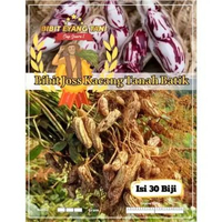 Bibit Joss Kacang Tanah Batik | Kacang Tanah Lurik | Kacang tanah Lurik