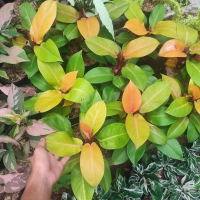 tanaman hias philodendron orange juice/tanaman oren juice