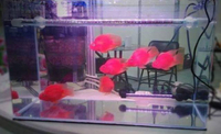 台灣 惠弘 LED水中燈 增艷 紅魚增艷 高級觀賞魚專用 燈具2尺~5尺