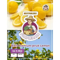 Bibit Premium Jeruk Lemon | Biji Benih Jeruk Lemon