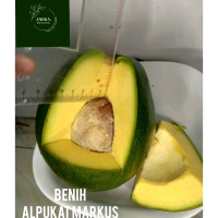 TANAMAN ALPUKAT MARKUS SUPER PREMIUM DENGAN KUALITAS TERBAIK ( bbt alpukat Markus  )