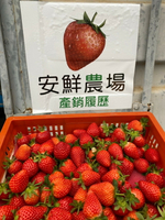 安鮮農場 現採大湖草莓 冷藏新鮮草莓 農場直送 台灣無毒農場 美機/黑鑽/紅點 500g