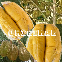 Bibit DURIAN MUSANGKING ORIGINAL