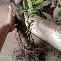 Bonggol Kimeng Artificial Tinggi 50cm untuk Dekorasi Rumah Bonsai