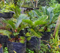 Bibit pohon sikas (mawar jambe)