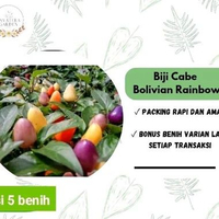 Biji Benih Tanaman Cabe Cabai Bolivian Rainbow