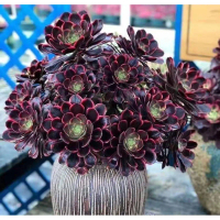 Hạt giống seᵰ đá Aeo Mĩx màu