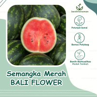 3 Biji - Benih Semangka Merah BALI FLOWER F1