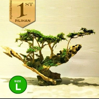 Bonsai Jungle Book (L) Tanaman Air Aquascape Hiasan Aquarium Ikan Hias -