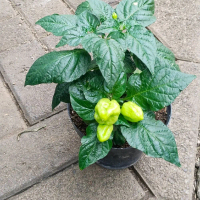 taneman cabai gendot/cabe paprika/ taneman cabe murah