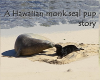 【電子書】A Hawaiian monk seal pup story