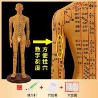 中醫針灸穴位人體模型教學全身十二經絡圖小皮人軟膠扎針練習模特升級版62cm銅色男模硬款