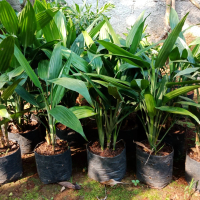 Tanaman hias Dracena Tombak