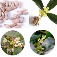 夯全網最多款桂花種子四季桂花八月桂四季播種K&J