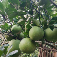 Buah Jeruk Pamelo Madu manis Jumbo Asli dari Pati berat 2 kg. bergaransi