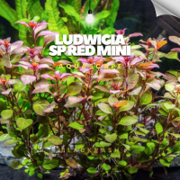 Ludwigia sp red ( Tanaman Aquascape Tumbuhan Air Hiasan Aquarium )
