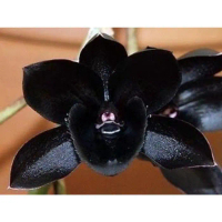 Anggrek Dendrobium bulat / kupu kupu black dragon pink-sudah knop