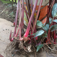 BIBIT KECOMBRANG (HONJE) siap tanam, kualitas terbaik.