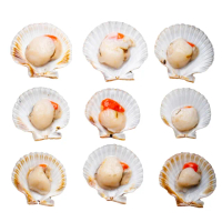 【RealShop】北海道帶殼大扇貝 500g 約4-5顆/包(真食材本舖)