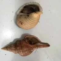 Mainan 2 umang umang / kelomang ukuran jumbo ( XL )