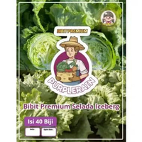 Bibit Premium Selada Ice Berg | Benih Selada Ice Berg