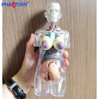 Transparent Human Body Anatomical Use Pregnant Human Skeleton DIY Anatomy Model Educational Equipment Medical Sciences 4D MASTER