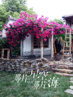 那片星空那片海三角梅爬藤老樁布景龍吐珠爬山虎曼陀羅花樹假綠植