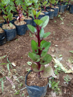 bibit tanaman Binahong Merah - herbal alami Gendola Gandola Lembayung