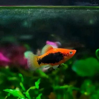 Paket 5 e Platy Tuxedo Red Size M