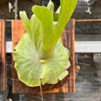 platycerium wandae papua