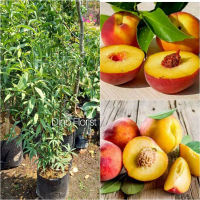 Bibit Buah Persik Uggul Cepat Berbuah Kaya Vitamin A & C Berkerabat Dengan Almond Buah Bulat Berair 