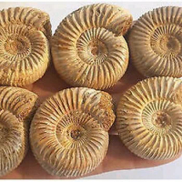 168g Ammonite Fossil Shell Specimen Healing Madagascar