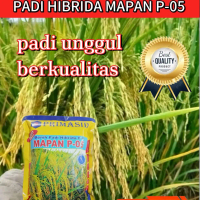 BENIH PADI UNGGUL MAPAN P05 BERKUALITAS ORIGINAL KEMASAN 1KG