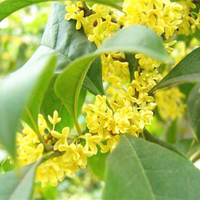 百花島花園:多款 桂花種子 金貴沉香 八月桂花種籽 發芽率高達99% 桂花種籽 四季盆栽 陽臺盆栽 四季開花